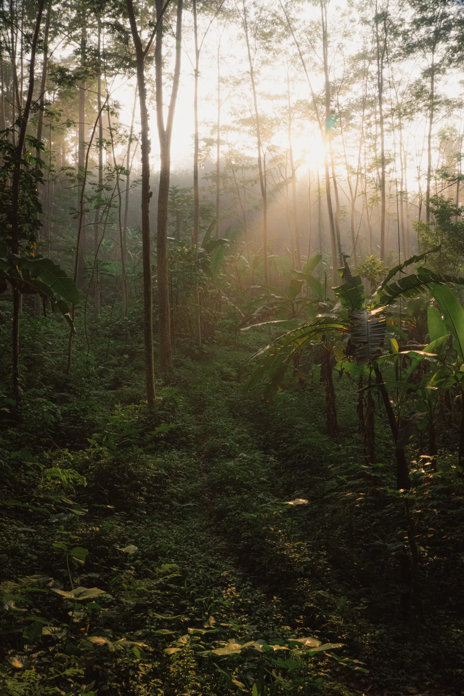 Indonesia, coastal view in golden light