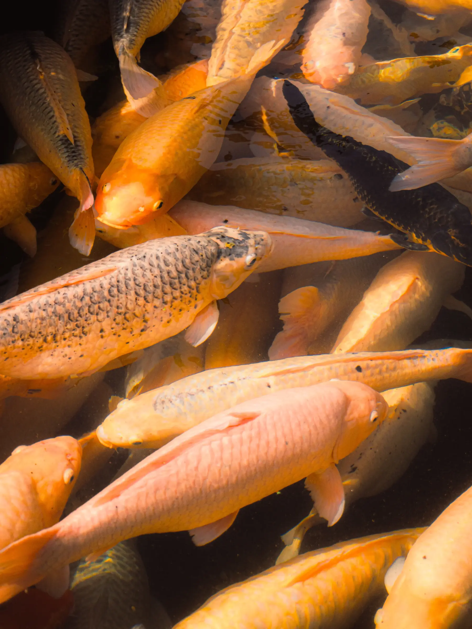 Indonesia, temple detail